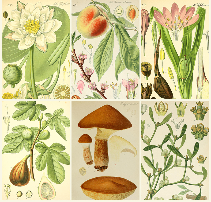 Flora von Deutschland, Osterreich und der Schweiz - Otto W. Thome