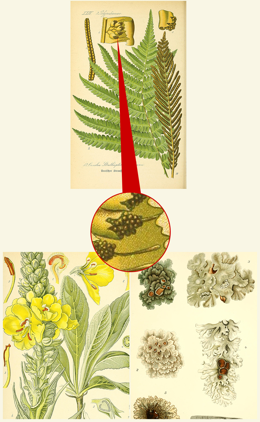 Flora von Deutschland, Osterreich und der Schweiz - Otto W. Thome